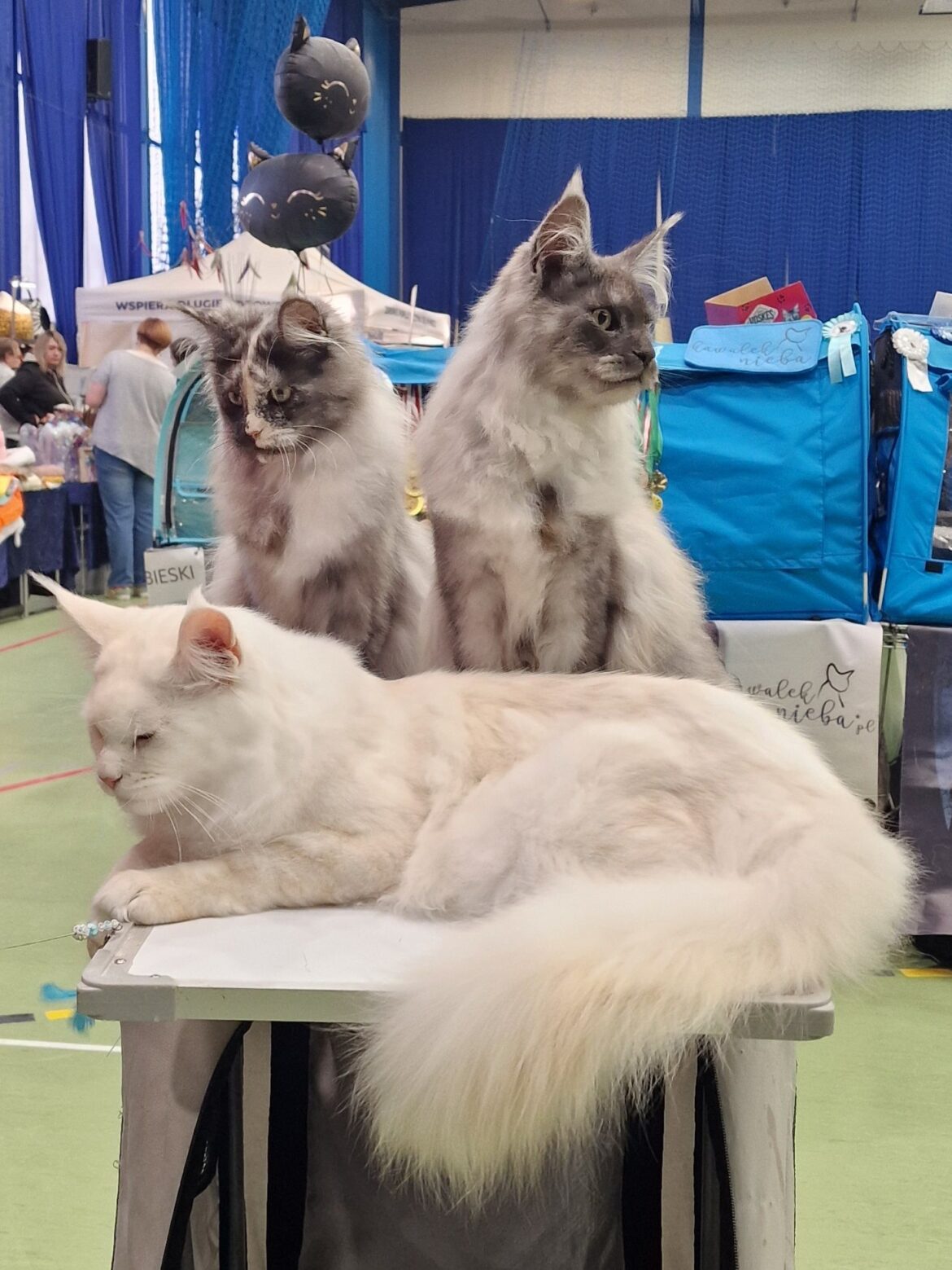 KoC w RUMI - Kingdom of Cats